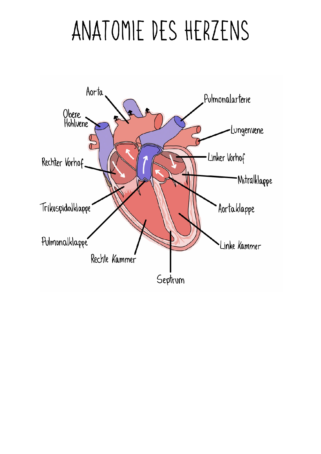 Anatomie des Herzens