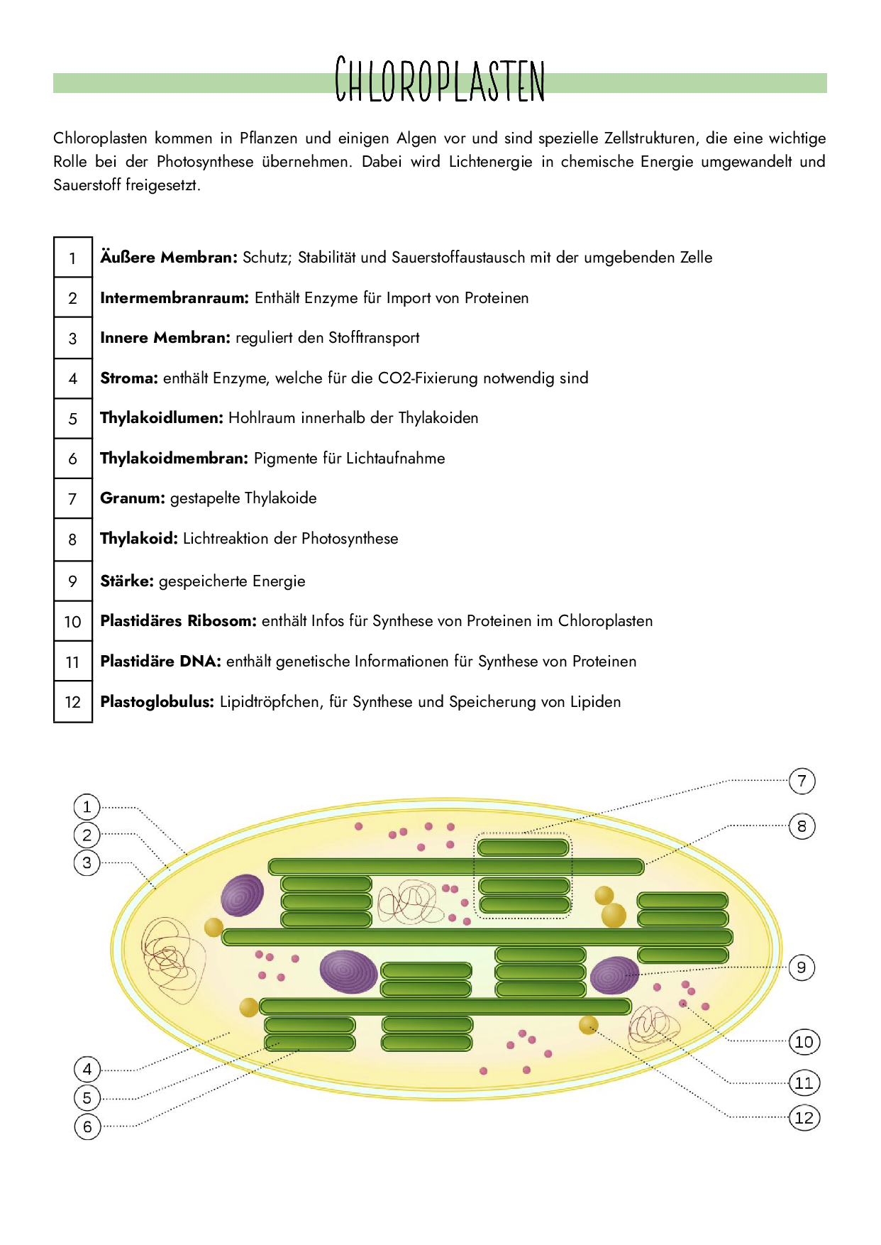 Chloroplasten Lernzettel